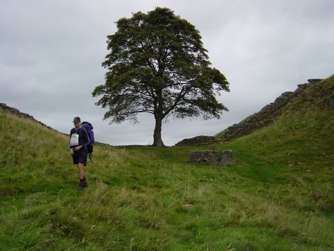 Sycamore in the Robin Hood film