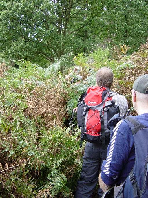 Lost in the jungle maybe?