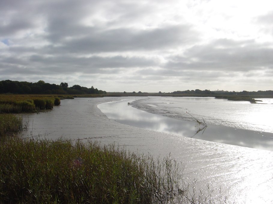 Spot the bearded tit!