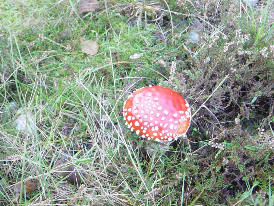 A deadly toadstool. Death cap?